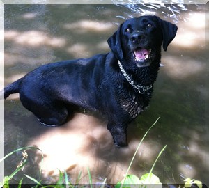 kenzo le chien qui voit des fantomes